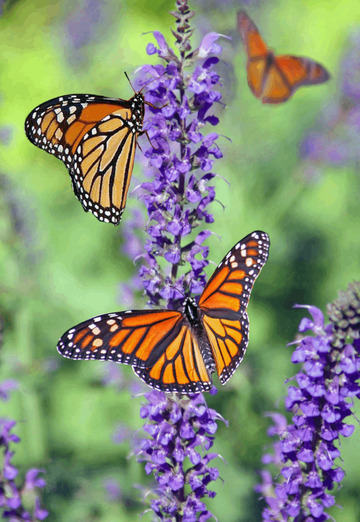 gritcil (@gritcil0) — my photo № 2